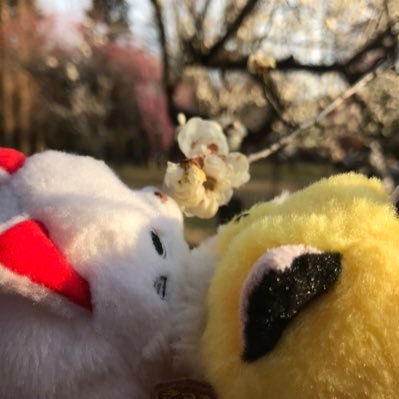 tamacchi__1112's profile picture. 