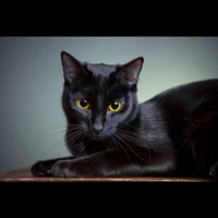 ButIdigress (@msvantablack1) 's Twitter Profile