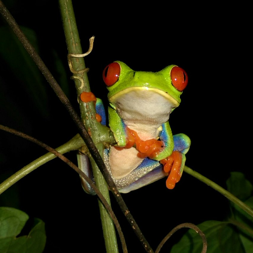 University College Dublin #Tropical Field #Ecology: a field skills-based module for #zoology & #environmental #biology undergrads at @BijagualReserve #CostaRica