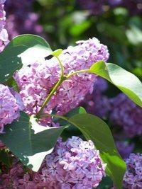 Mom, writer, caregiver, friend. I blog on life under the lilac trees in far Northeastern California - the desert where it snows. Oh and I love owls!