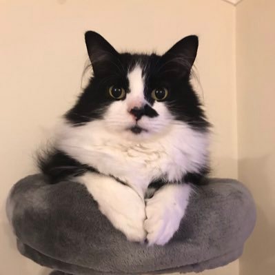 3 year old Floofy Black and White house cat😻😍 loves Tuna, Simons Cat and string🖤 #adoptdontshop