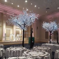 Twinkle Trees (@twinkle_trees) 's Twitter Profile