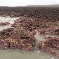 Saving Datan Algal Reef@Taiwan (@algalreef) 's Twitter Profile Photo