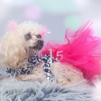 muffy (@super_muffy) 's Twitter Profile