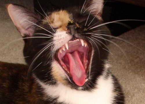 katmurtlow's profile picture. social worker - 
defender of reproductive rights for all -
she/hers