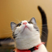 cattttttttt (@wzvart) Twitter profile photo cattttttttt (@wzvart) Twitter profile photo