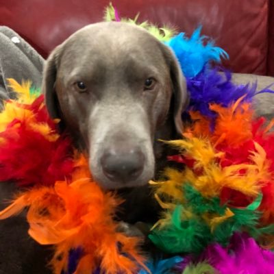 Iz handsome silver lab! ❤️ long walks in the park, #sockcrack , treats, tummy rubs, pillows, 🐿 , and mommy! For smart PharmD stuff, @lilhwn2 #ZSHQ #tituscapers