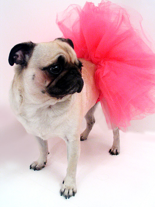 Puggypoo's profile picture. Puglet lover. Museum Chick. Not the other mother.