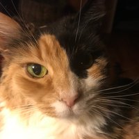 EmmaJeanKitty π±ππΊπΈπ»πΊπ¦πππ¨π¦ (@emmajeankitty) 's Twitter Profile