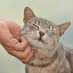 Can You Pet The Cat? (@canyoupetthecat) Twitter profile photo Can You Pet The Cat? (@canyoupetthecat) Twitter profile photo