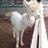 すぐそこにNEWリリィ🦙のアイコン