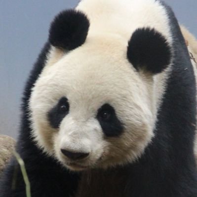 カンカン,ランランの時代からパンダが大好きです。週3～4日上野動物園に出没しています！