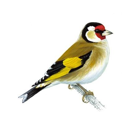 goldfinch521 Profile Picture