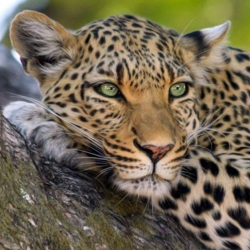 ImranS294's profile picture. Human ...