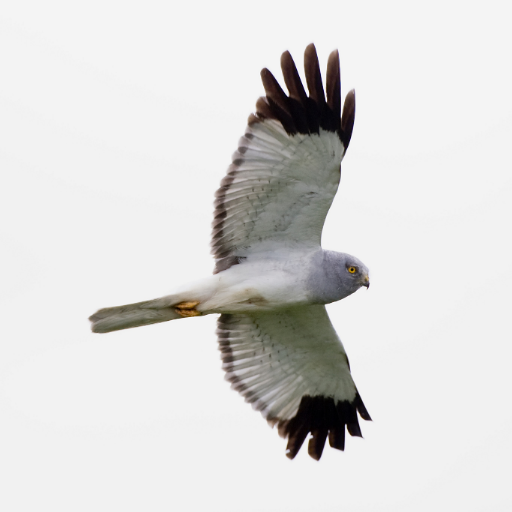 life_raptor's profile picture. Connecting and restoring habitats for Hen harrier, Merlin, Atlantic salmon and Brook lamprey in Duhallow, Ireland. @Lifeprogramme funded by @EU_ENV
