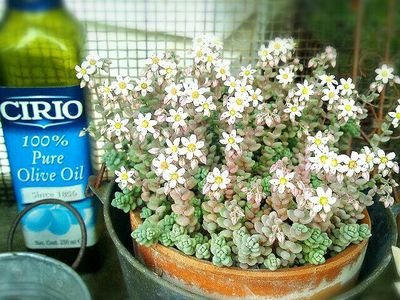 yuua66093106's profile picture. 広島大学生物生産学部01⇒統合生命科学研究科🌼PDE  mukku🌷関東住み サンフレサポです🧸