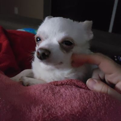 jerman875's profile picture. 