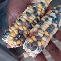 DICK Olela (@olela4272) 's Twitter Profile