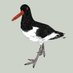 TheOystercatcher (@oystercatcherse) Twitter profile photo TheOystercatcher (@oystercatcherse) Twitter profile photo