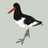 TheOystercatcher