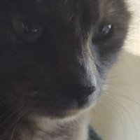 Daisy (@mechadaisy) 's Twitter Profile