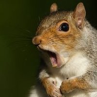 Archibald The Squirrel(@ArchibaldTheSq2) 's Twitter Profile Photo