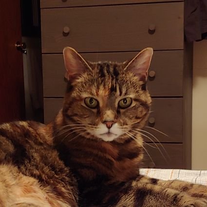 phancat's profile picture. Libraries, archives.