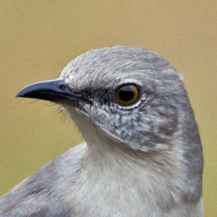 mockingbiryan's profile picture. bird