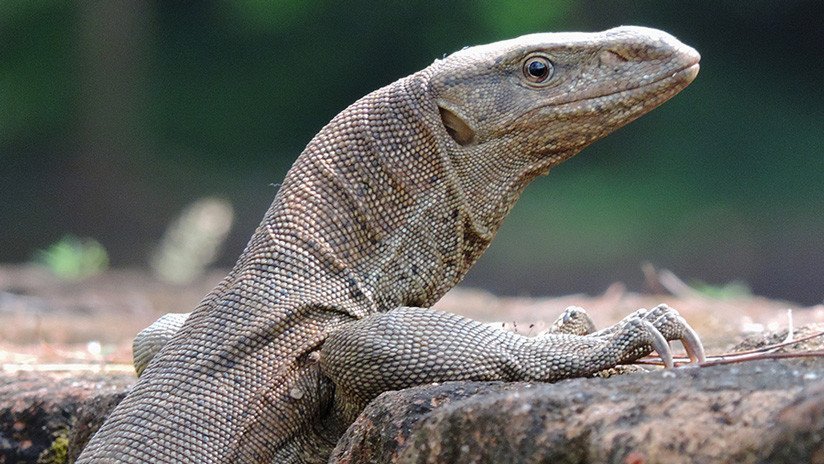 varano1313's profile picture. 