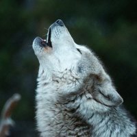 DarkWolf 🔞 (@darkwol92794810) Twitter profile photo