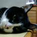 Nyanta Shimerson (@shimerson) Twitter profile photo