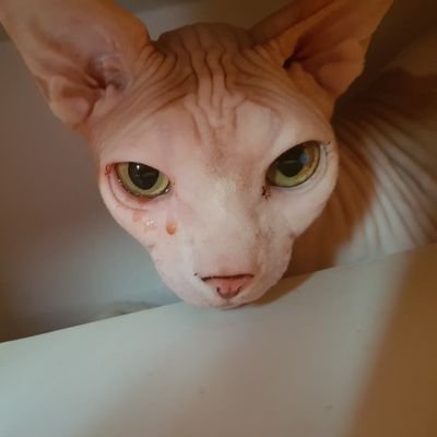 pas Profile
