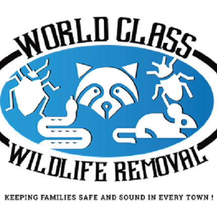 World Class Wildlife Removal