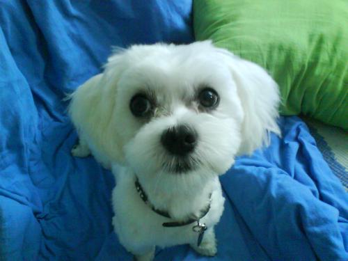 Hey I'm a little sweet Maltipoo.
My name is Scotty,I'm 10 months old.
I live with @xXCyrusAddicted in Germany.
I love her so much.