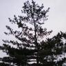 sudo_chown's profile picture. Apple信者であり統一教会信者です。「スドウ　チョウン」はH.N.で、ユーザー名は、わかる人にはわかるでしょう。
I follow Apple & Unification Church.
나는 애플 신자이고, 통일교 신자예요.