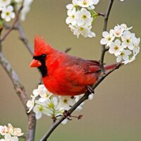 LILIANA QUIJADA (@pajaritorojo) 's Twitter Profile