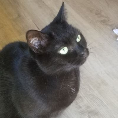 _Belsmom's profile picture. Southern Cook, #Supernatural fan, Mom of 2 cats and Gracie the #rescuedog #beachgirl #InTheKitchenWithCindyLou  My Tweets are 18+