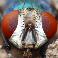 Macro Shots (@jroper123) 's Twitter Profile