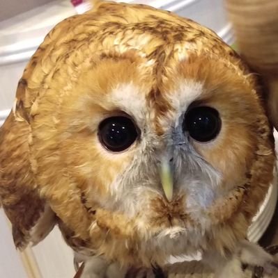 シフォリアさんのプロフィール画像