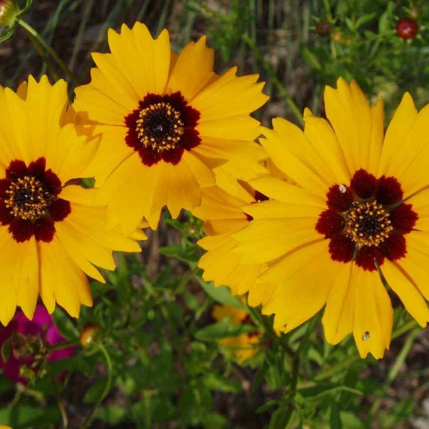 bemymurderdoll's profile picture. RAWK! Salems Lott,Hardcore Superstar,Deathstars,The 69 Eyes,Al B Damned,Wednesday 13,Avatar,Santa Cruz,The Cruel Intentions,Dante,Sister,& Shiraz Lane