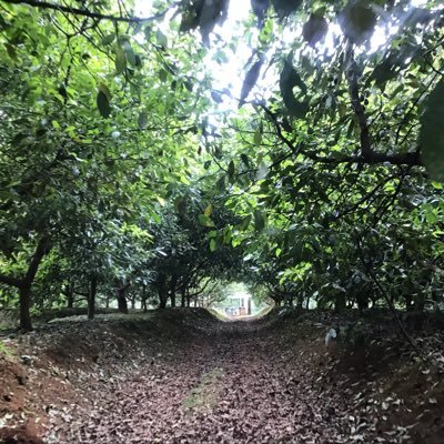 Finca Mexiquense, encargada de regenerar su ecosistema ,diversificando su producción , sembrando la semilla de Sustentabilidad 🌲☕️🥑🍋🌽🌾🌿🥽🔬🌳🐝🐞