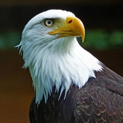 EagleVLS Profile Picture