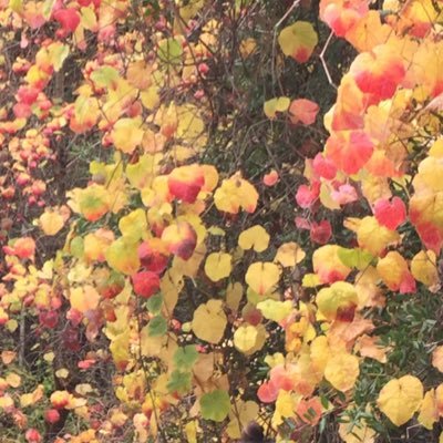 iamfrancisyo's profile picture. hi