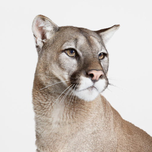 coin_cat's profile picture. No creas todo lo que ves, porque el que cree todo lo que ve muchas veces ve lo que no es.