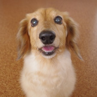 犬大好きが送る犬やペットたちのおもしろ動画集 Love Love Dogs Twitter
