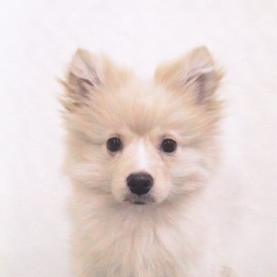 旅行、ワンコが大好きな茨城県民です。愛犬を連れていろんなところへお出かけしたいです♪北海道も沖縄も行きたいな。今は愛犬中心の生活をしてるかも！