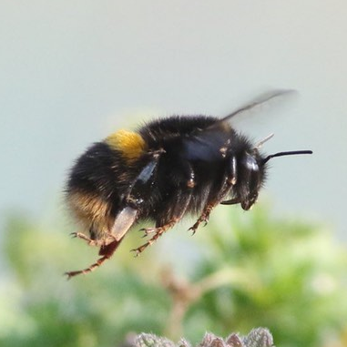 Bumblebees, butterflies, moths and all other British wildlife. Birding twitter account: @Joe_Sparey