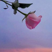 riio (@_oriiio_) 's Twitter Profile