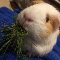 Dr Hannah Platts, FRSA 💙💛 (@chattyplatty) 's Twitter Profile Photo Dr Hannah Platts, FRSA 💙💛 (@chattyplatty) 's Twitter Profile Photo