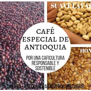 producción y comercialización  de cafes diferenciado de caicedo- antioquian ubicado en el occidente antioqueño cafe de altura hacen que sea característico de es